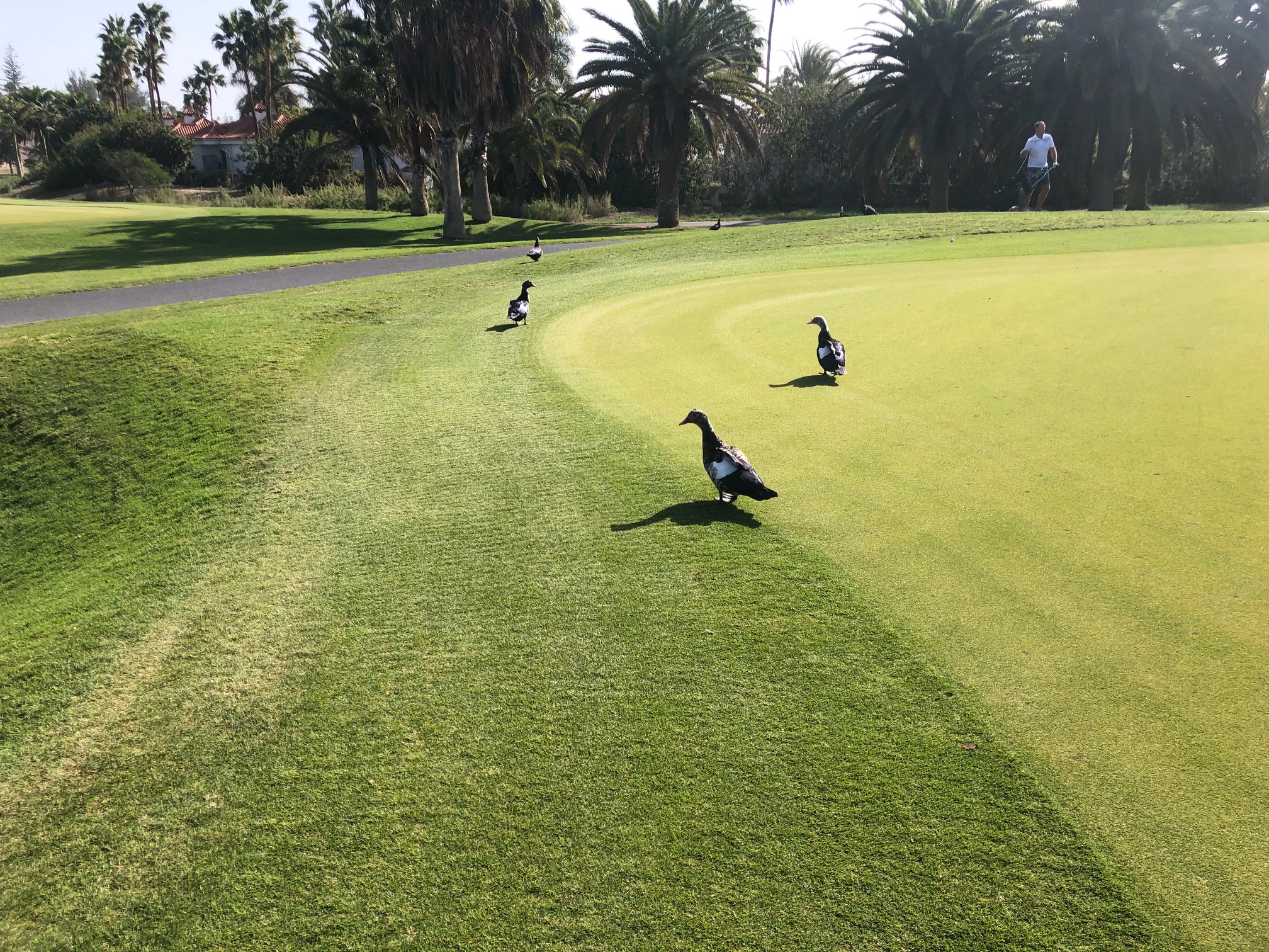 Maspalomas Golf