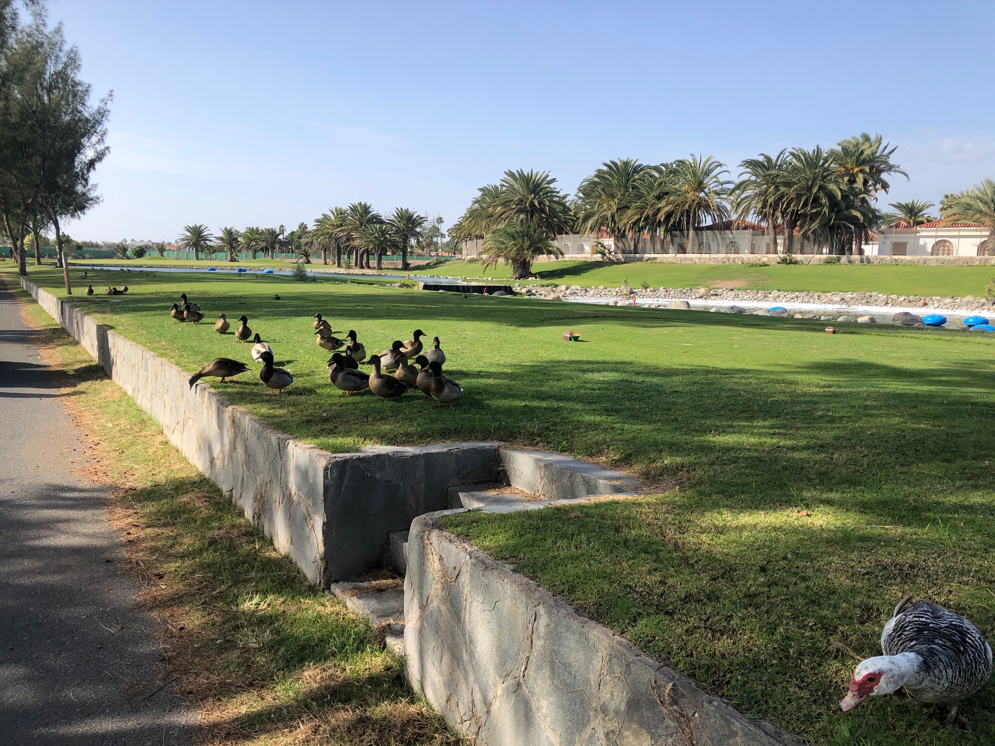 Maspalomas Golf