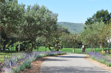 Lavender in bloom lines this path at Canyamel Golf