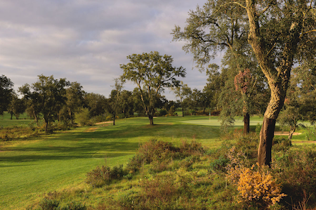 Cork oaks on Ribagolfe Oaks course