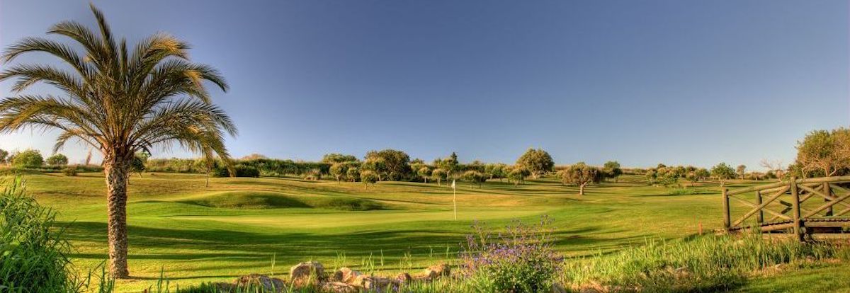 Palm tree overlooks the 13th green on Boavista Golf