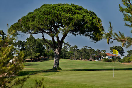Green shaded by a large pine tree
