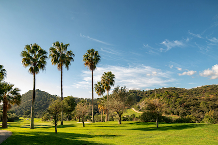 Tall palms on the 11th hole on Los Arqueros Golf
