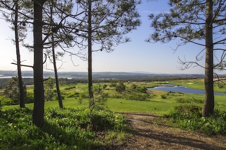 View through the pines on Royal Obidos Golf